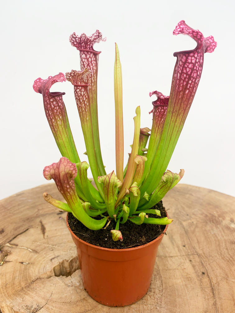 Trumpet pitcher plant "Leucophylla" - classic | ø 8,5 cm x ↕ 15 cm