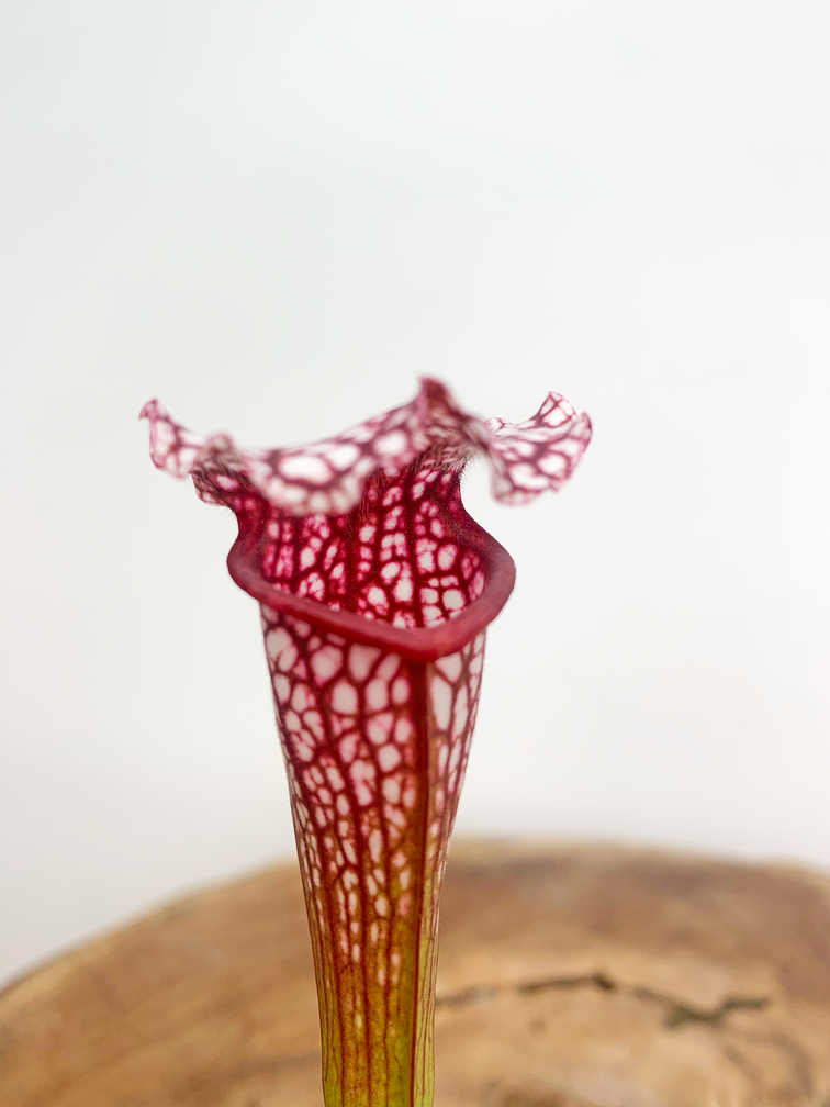 Trumpet pitcher plant "Leucophylla" - classic | ø 8,5 cm x ↕ 15 cm