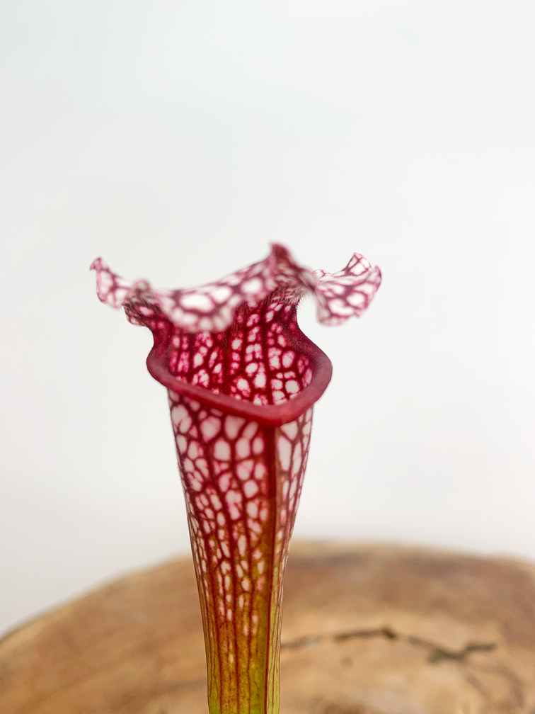 Trumpet pitcher plant "Leucophylla" - classic | ø 8,5 cm x ↕ 25 cm