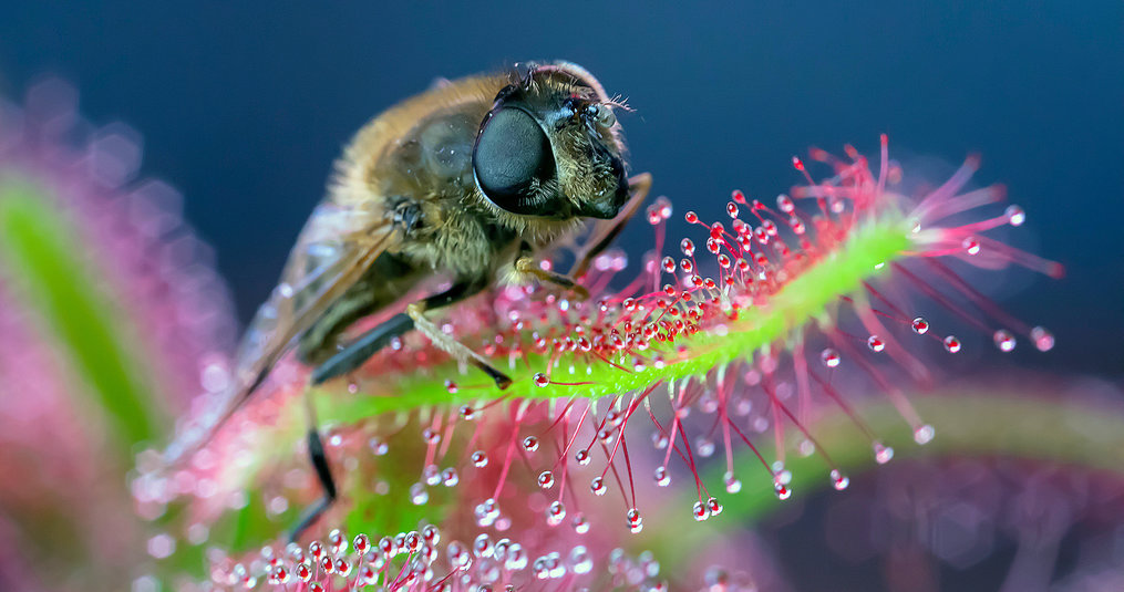 Does a carnivorous plant need extra nutrition? 