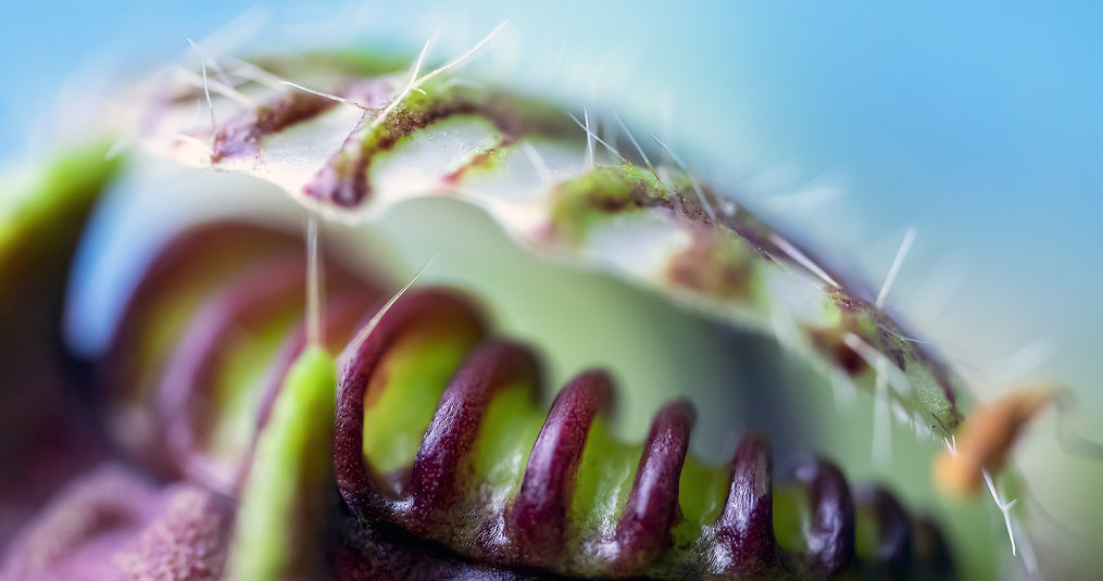 Where do carnivorous plants come from? 