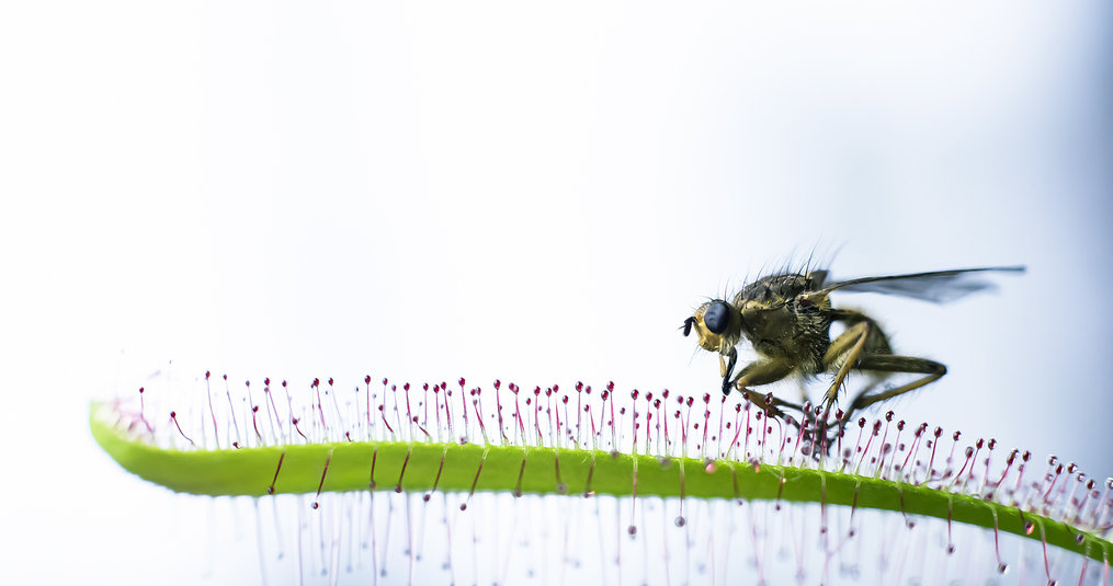 What does a carnivorous plant eat?