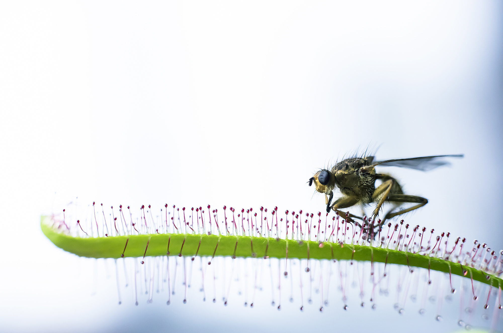 What does a carnivorous plant eat? Carnivory.eu