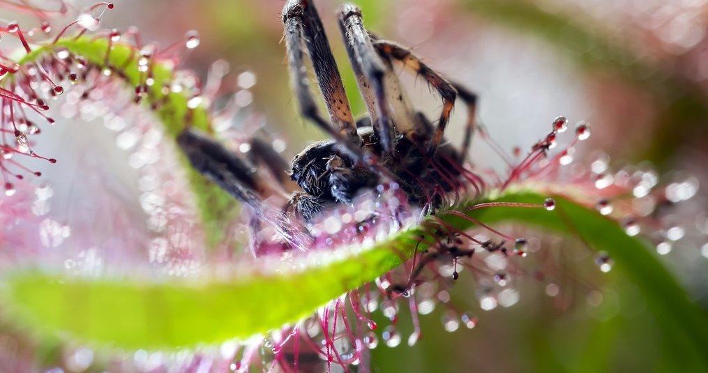 Is a carnivorous plant dangerous? 