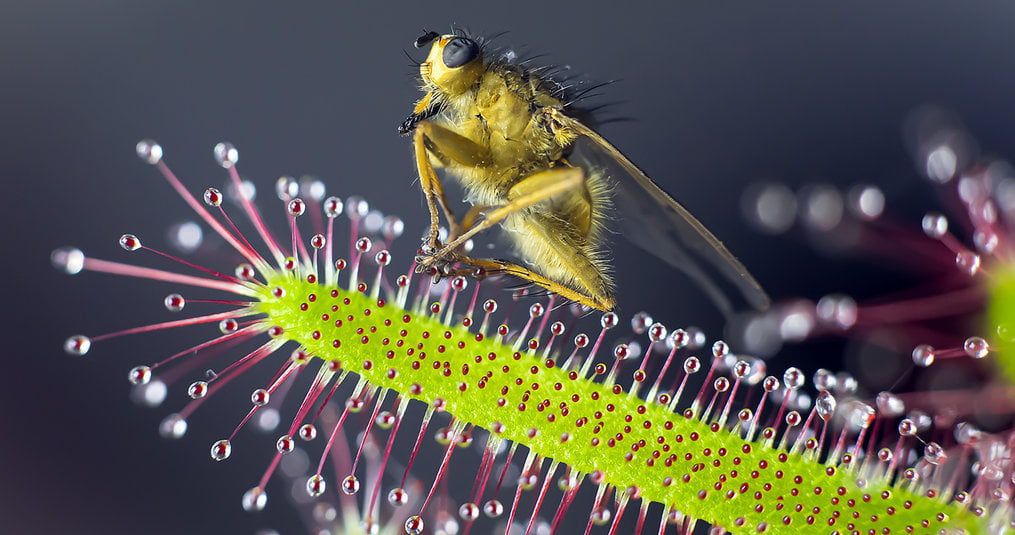 Carnivorous plant that catches mosquitoes