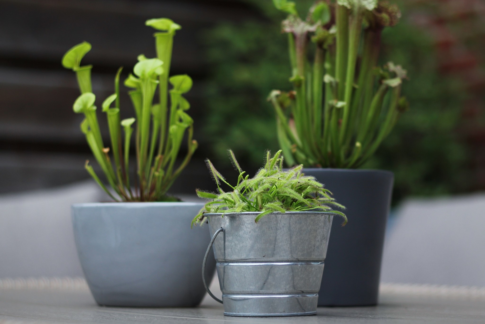 Where can you buy carnivorous plants? Carnivory.eu