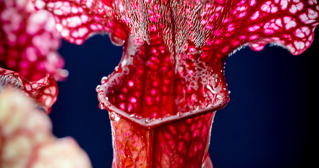 The hibernation of carnivorous plants