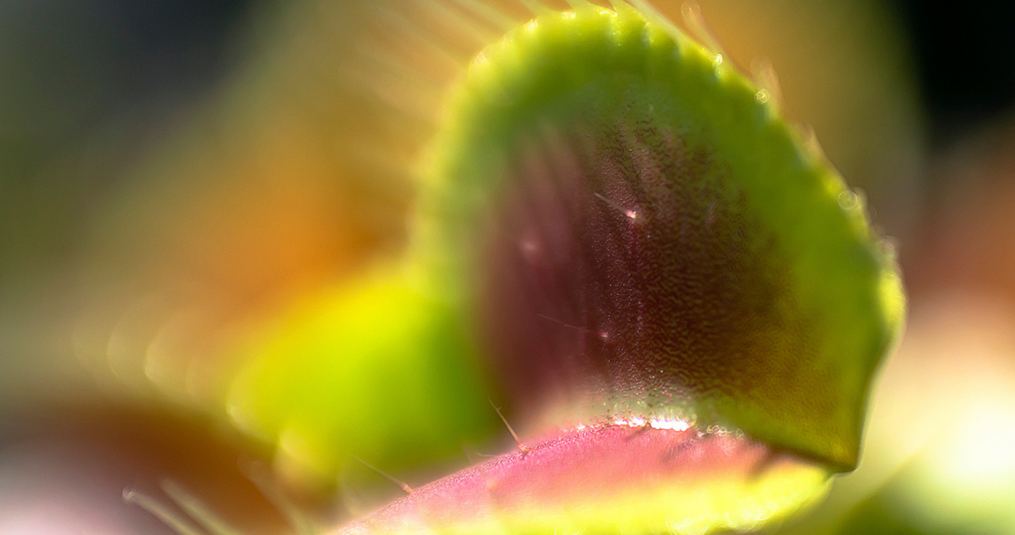 Carnivorous plants for beginners