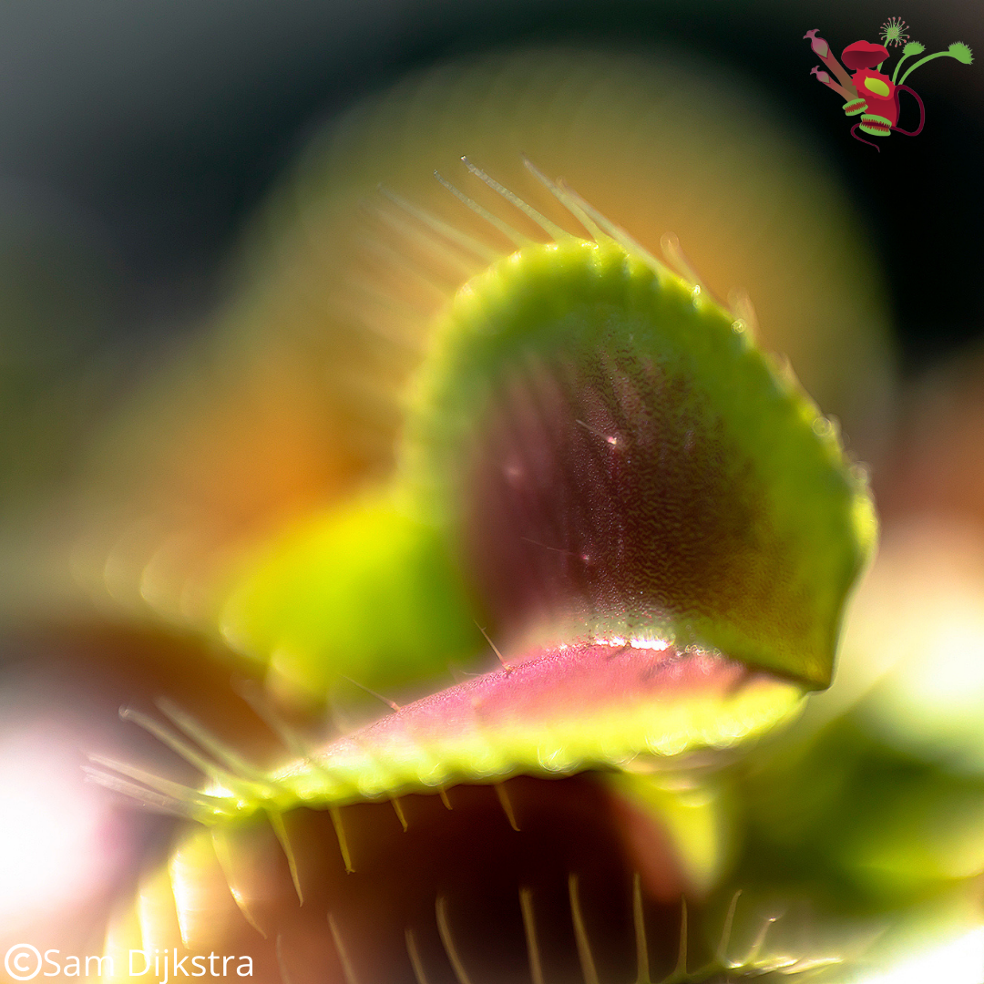 Carnivorous plants for beginners Carnivory.eu