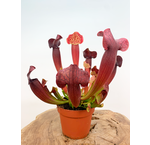 Top 20 carnivorous plants