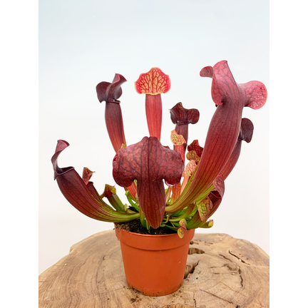 Top 20 carnivorous plants