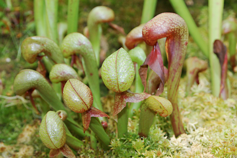 Darlingtonia Californica "Cobra Lily" | ø 8,5 cm x ↕ 12 cm