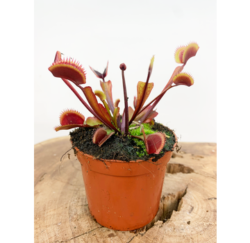 Dionaea Muscipula Fly Trap - "The Red Dragon" | 8,5cm x ↕ 10 cm