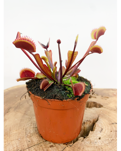 Dionaea Muscipula Fly Trap - "dragón rojo" | 8,5cm x ↕ 10 cm