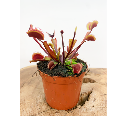 Dionaea Muscipula (Venus atrapamoscas) Fly Trap - "dragón rojo" | 8,5cm x ↕ 10 cm