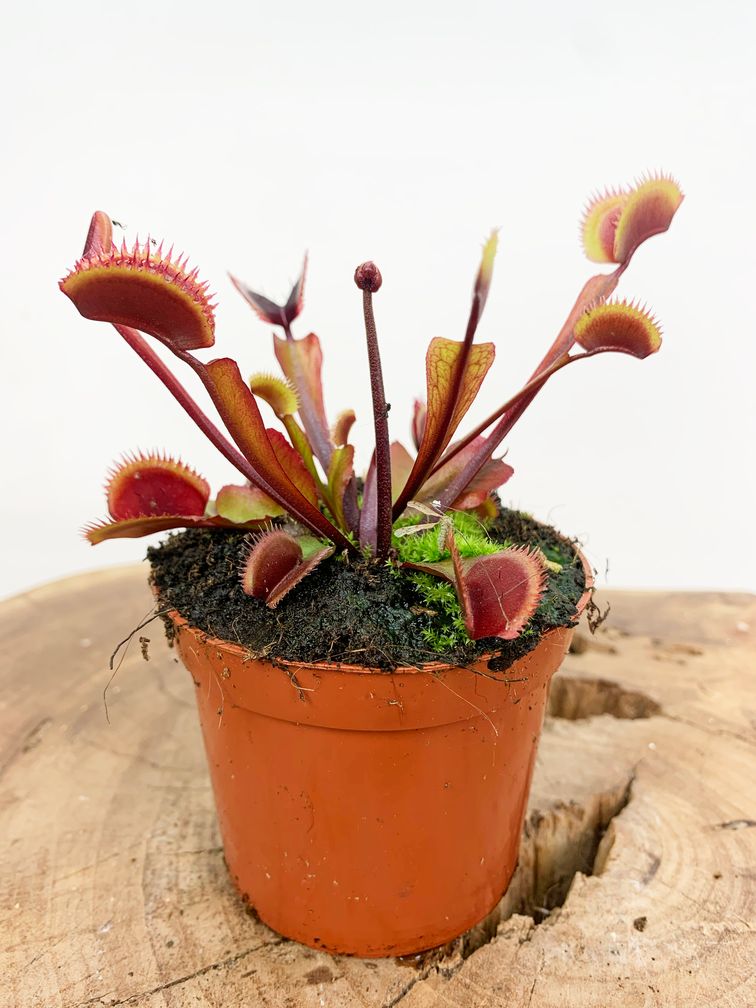 Dionaea Muscipula Fly Trap - "drago rosso" | 8,5cm x ↕ 10 cm