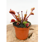 Dionaea Muscipula (Venusflugfälla) Fly Trap - "röd drake" | 8,5cm x ↕ 10 cm