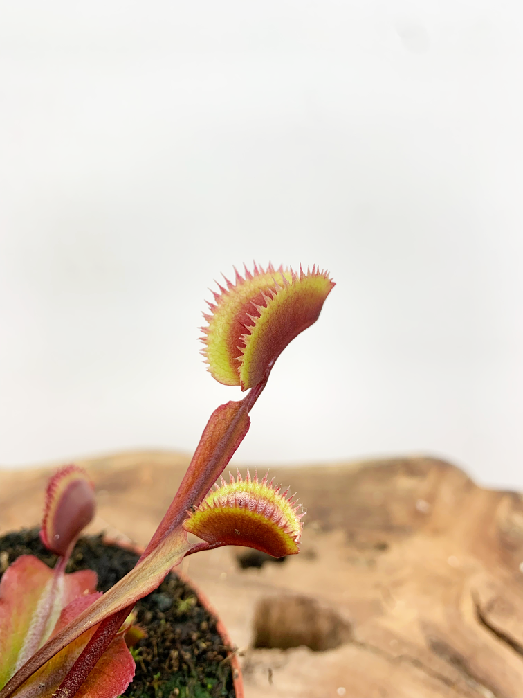 Dionaea Muscipula (Venusflugfälla) Fly Trap - "röd drake" | 8,5cm x ↕ 10 cm