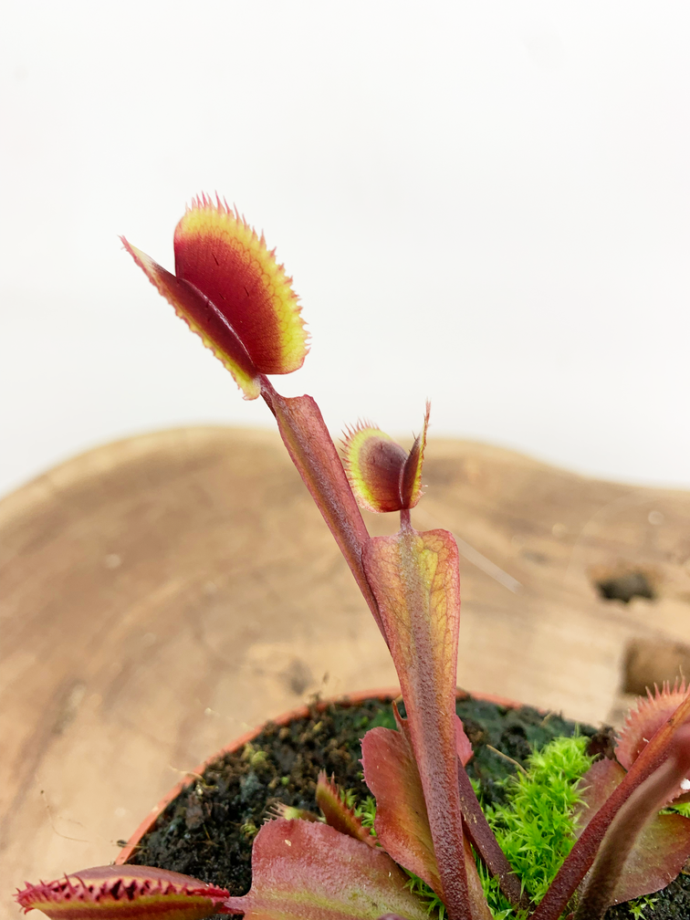 Dionaea Muscipula (Venus atrapamoscas) Fly Trap - "dragón rojo" | 8,5cm x ↕ 10 cm