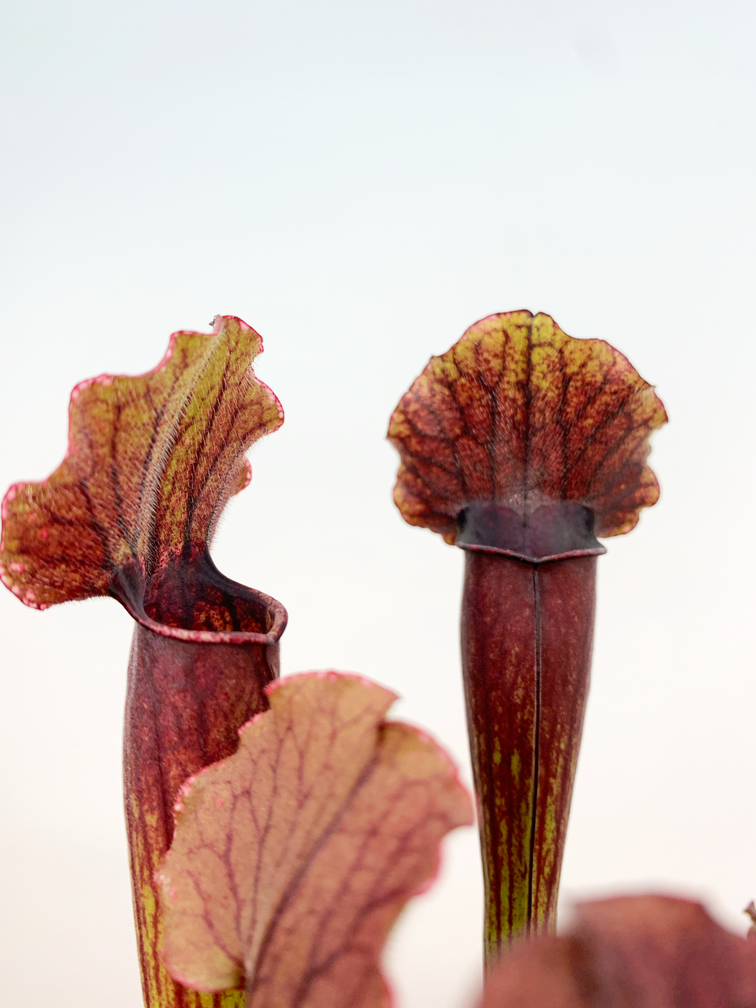 Sarracenia (Pitcher plant) "Thomas" - large |  ø 12 cm x ↕ 20-25 cm