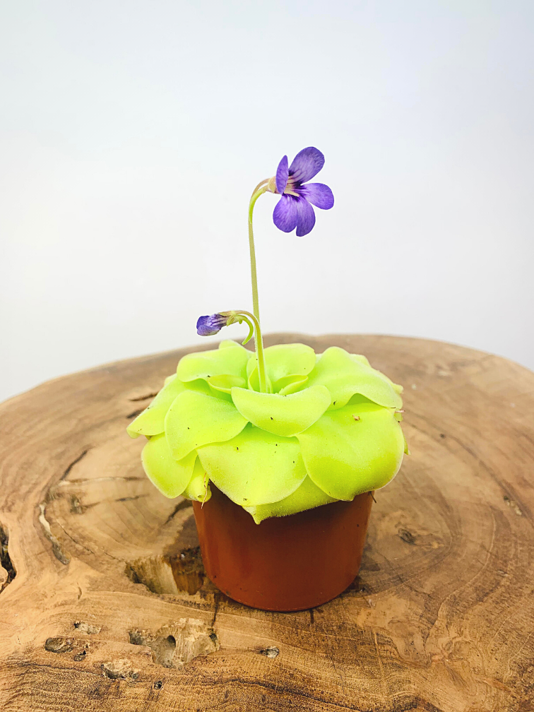 Pinguicula mix - 3 stycken