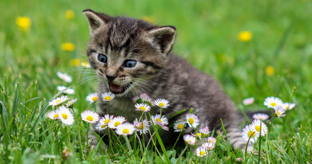 Le piante carnivore sono tossiche per i gatti?