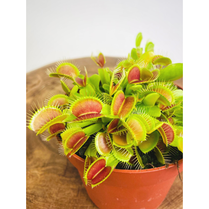 Venus flytrap (Dionaea Muscipula)