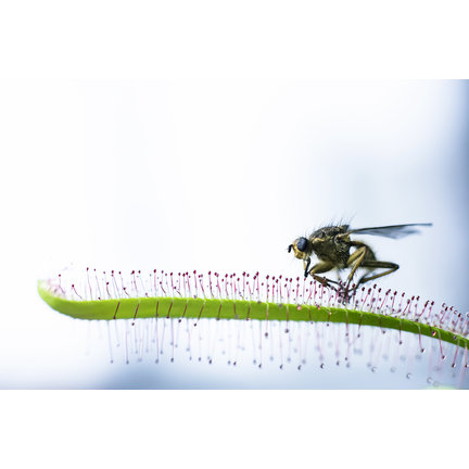 Sundew (Drosera)