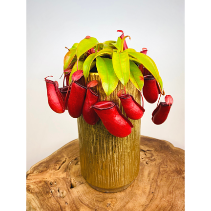 Tropical pitcher plant (Nepenthes)