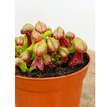 Darlingtonia Californica "Kobra Lilly" | ø 8,5 cm x ↕ 12 cm