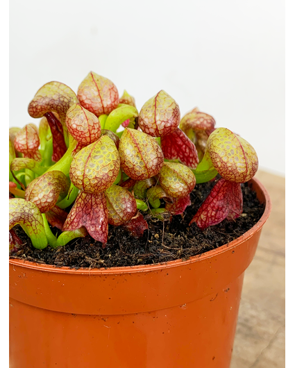 Darlingtonia Californica "Kobralilie" | ø 8,5 cm x ↕ 12 cm