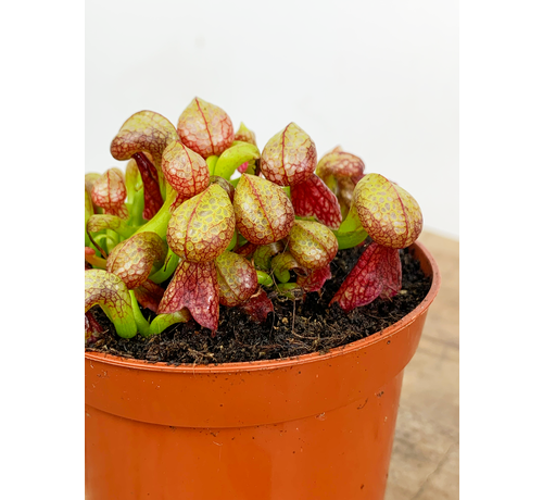 Darlingtonia Californica "Cobra Lily" | ø 8,5 cm x ↕ 12 cm