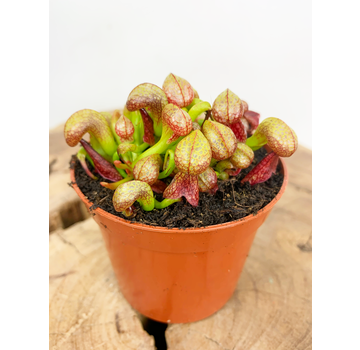 Darlingtonia Californica "Cobra Lily" | ø 8,5 cm x ↕ 5-10 cm