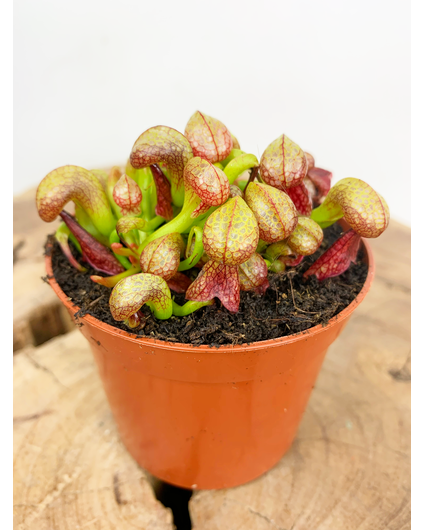 Darlingtonia Californica "Cobra Lily" | ø 8,5 cm x ↕ 5-10 cm