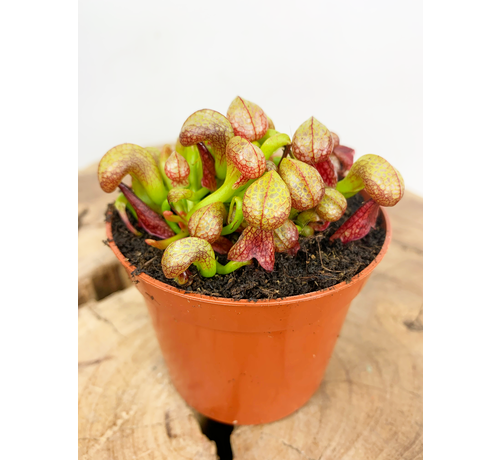 Darlingtonia Californica "Kobra Lilly" | ø 8,5 cm x ↕ 5-10 cm