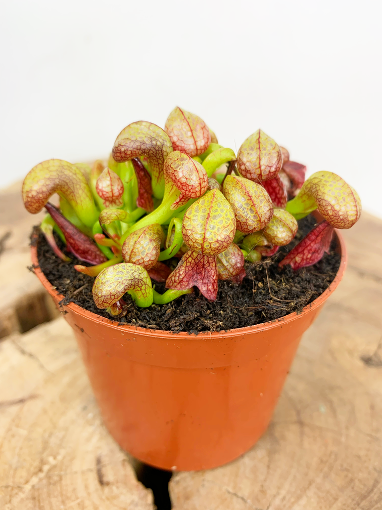 Darlingtonia Californica "Cobra Lily" | ø 8,5 cm x ↕ 12 cm