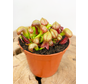 Darlingtonia Californica "Cobra Lily" | ø 8,5 cm x ↕ 5-10 cm
