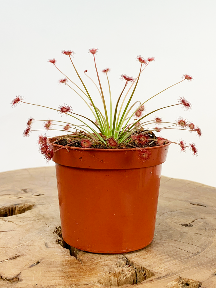 Drosera (Sundew) "Paradoxa" | ø 8,5 cm x ↕ 10 cm