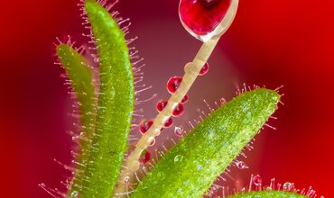 Can a carnivorous plant do without insects?