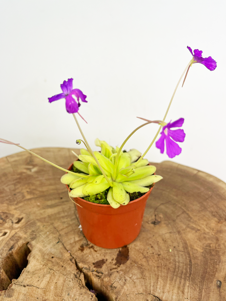 Pinguicula "Anna" | ø 8,5 cm x ↕ 25 cm