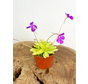 Pinguicula Anna