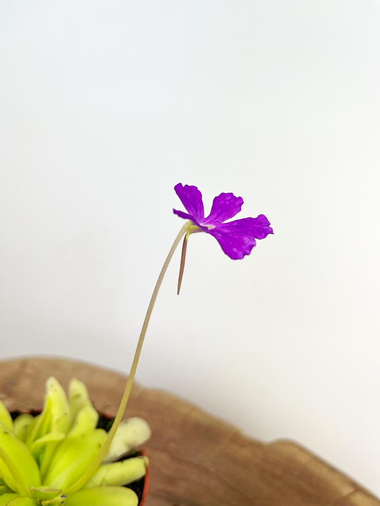 Pinguicula "Anna" | ø 8,5 cm x ↕ 25 cm