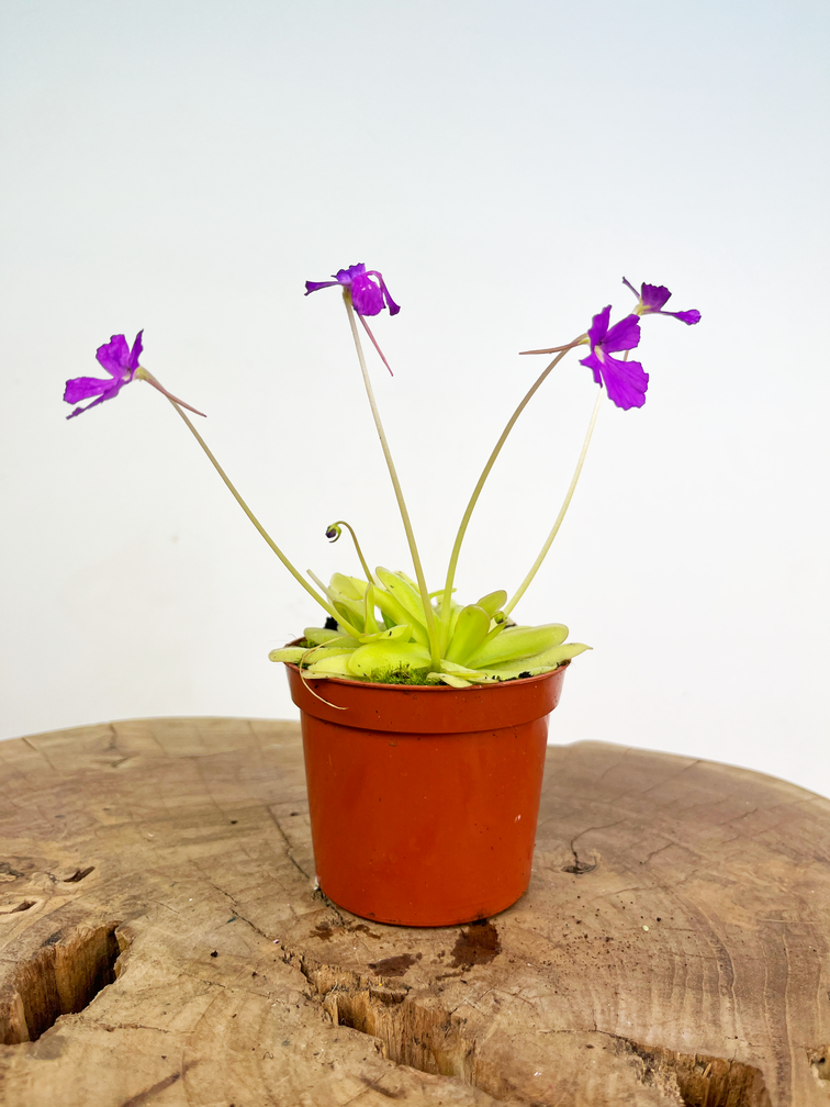 Pinguicula "Anna" | ø 8,5 cm x ↕ 25 cm