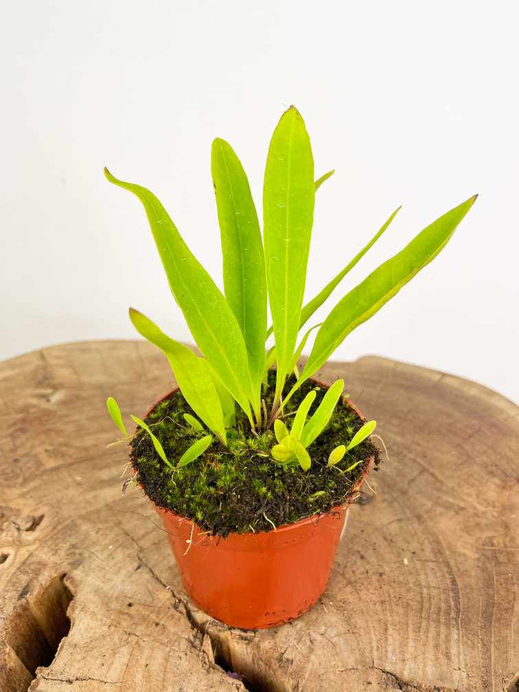 Utricularia Longifolia