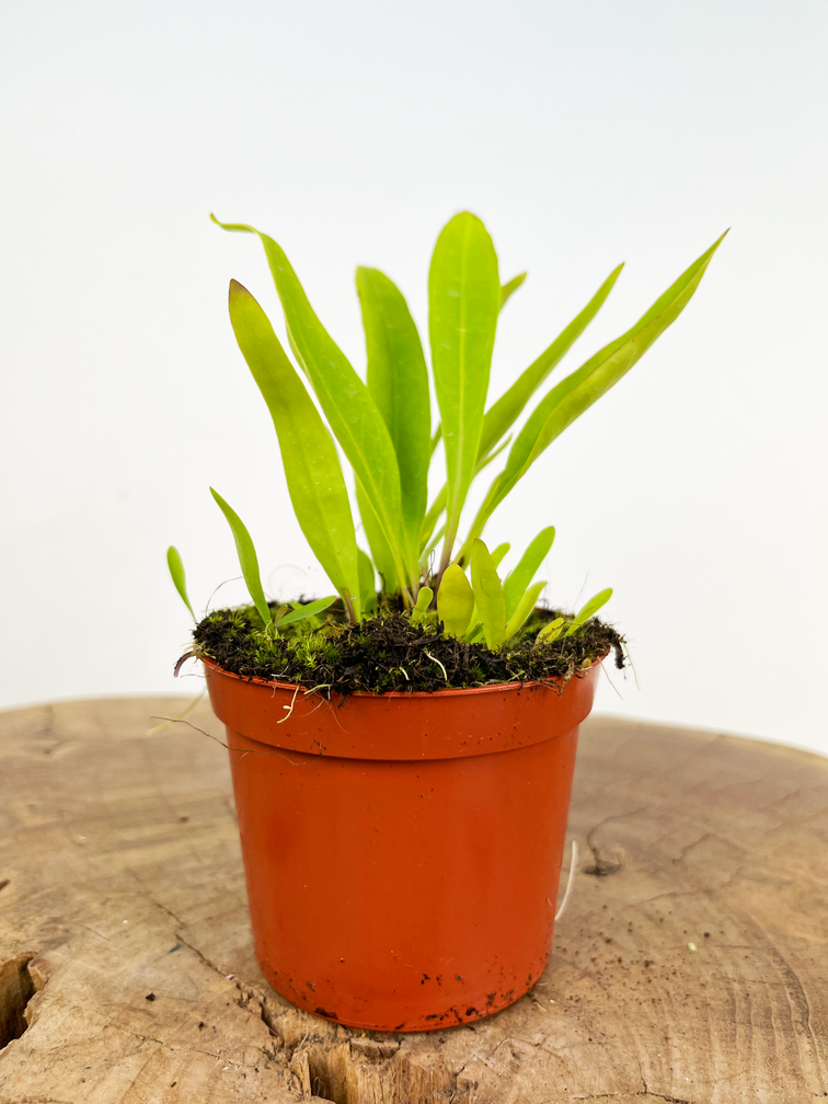 Utricularia Longifolia