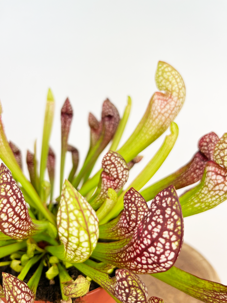 Trumpet pitcher plant 'Psittacina' - large