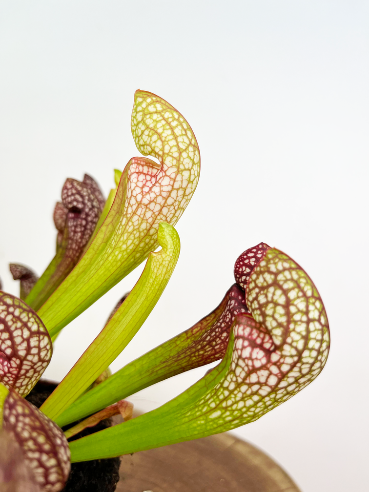 Trumpet pitcher plant "Psittacina" large | ø 12 cm x ↕ 20 cm