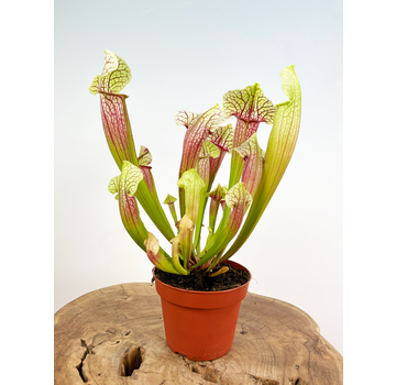 Trumpet pitcher plant "Eva" - large | ø 12 cm x ↕ 25 cm