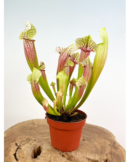 Planta de jarra de trompeta "Eva" - grande | ø 12 cm x ↕ 20-25 cm