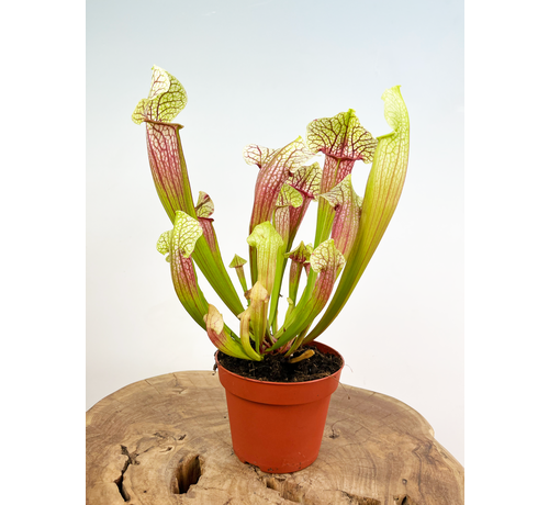 Plante pourpres à trompette "Eva" - grand modèle | ø 12 cm x ↕ 20-25 cm